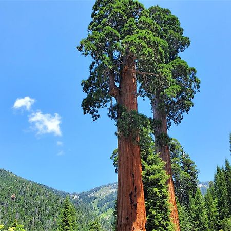Redwood Retreat, Mountains, Adventure And Nature Ponderosa Екстер'єр фото