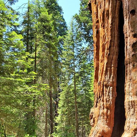Redwood Retreat, Mountains, Adventure And Nature Ponderosa Екстер'єр фото