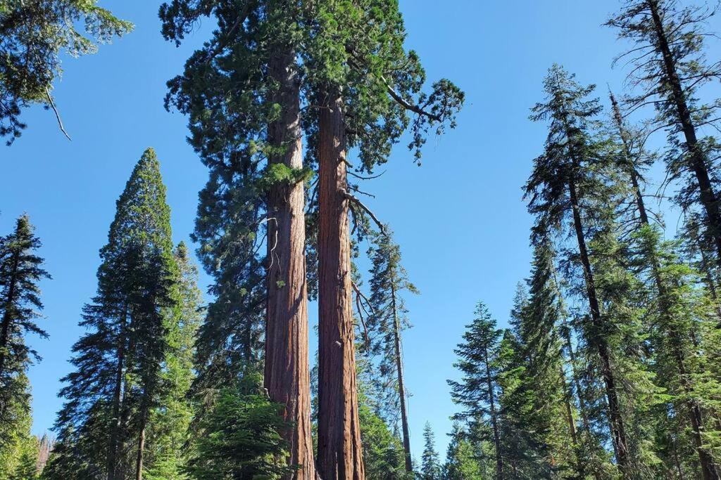 Redwood Retreat, Mountains, Adventure And Nature Ponderosa Екстер'єр фото