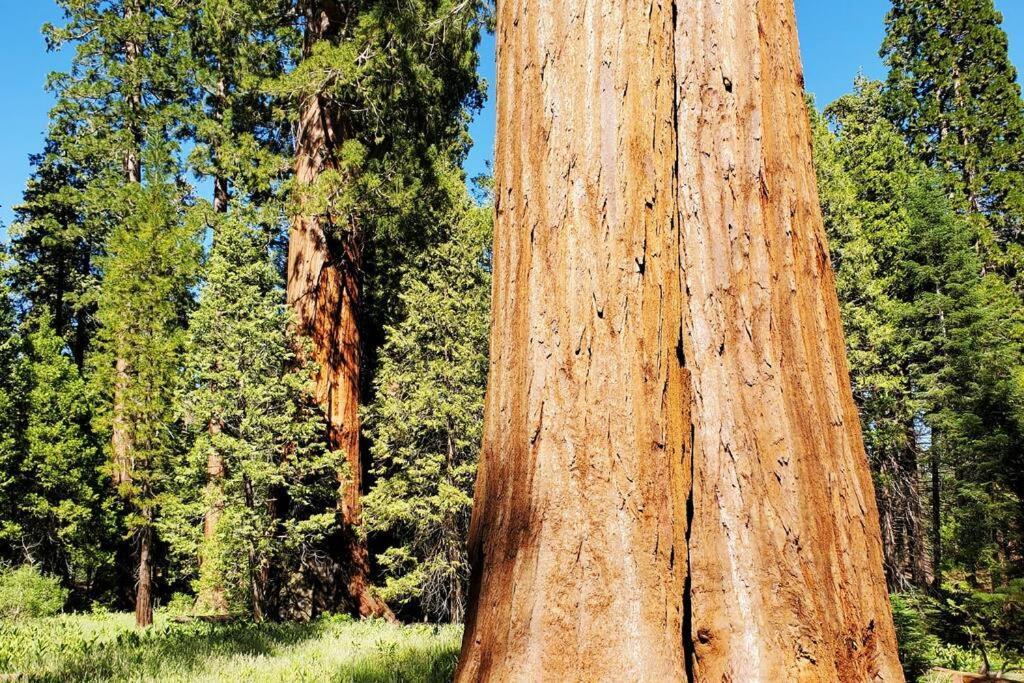 Redwood Retreat, Mountains, Adventure And Nature Ponderosa Екстер'єр фото