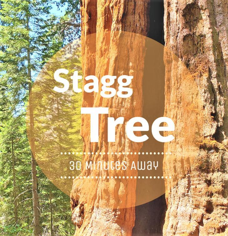 Redwood Retreat, Mountains, Adventure And Nature Ponderosa Екстер'єр фото